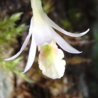 Dendrobium panduratum subsp. panduratum Lindl.